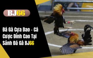 Đá Gà Cựa Dao - Cá Cược Đỉnh Cao Tại Sảnh Đá Gà BJ66