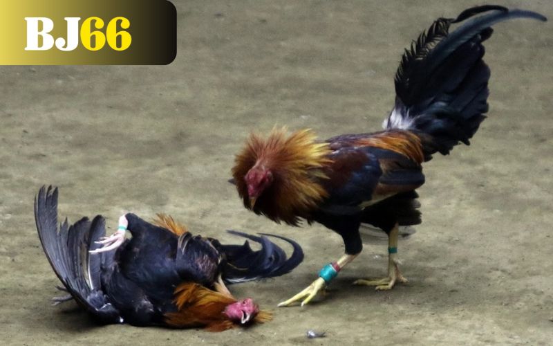 Đá gà cựa dao là gì?