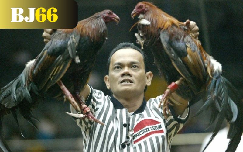 Luật chơi đá gà cựa dao tại BJ66