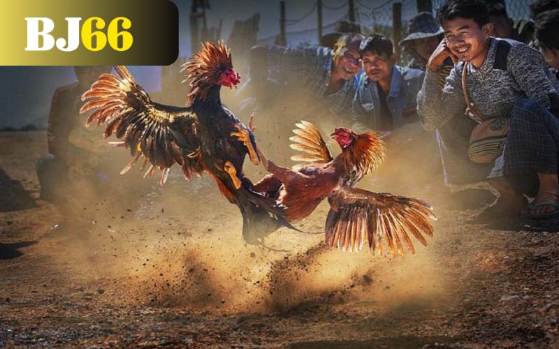 Những ưu điểm khi tham gia đá gà tại BJ66