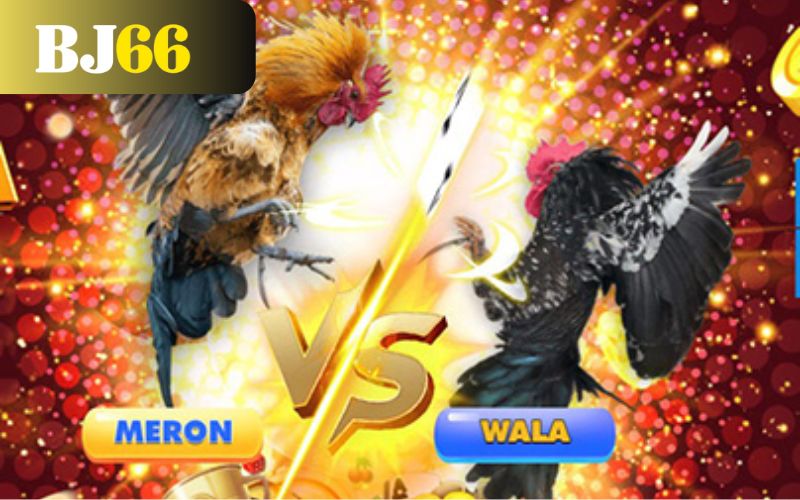 Sảnh đá gà BJ66 là sân chơi hấp dẫn và kịch tính