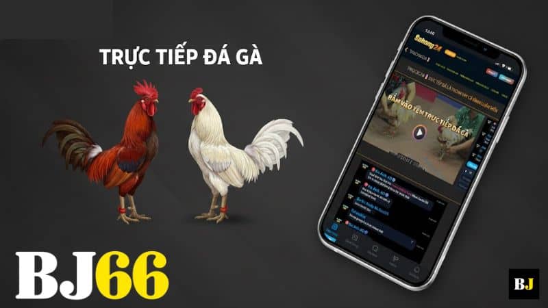 SABONG24 là website chuyên phát sóng các trận gà với chất lượng cao